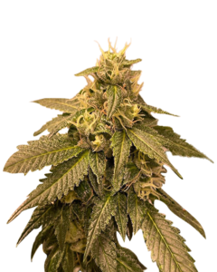 Skywalker Strain Autoflowering Cannabis Seeds
