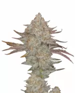 Skywalker Strain Feminized Cannabis Seeds