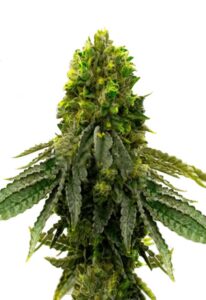 Snow Ripper Feminized Cannabis Seeds