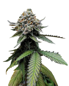 Snow Ripper Strain Feminized Cannabis Seeds