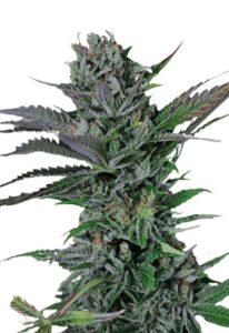 Somango Feminized Cannabis Seeds