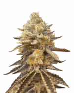 Somango Strain Feminized Cannabis Seeds