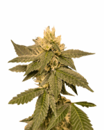 Sour Diesel Strain Autoflowering Cannabis Seeds