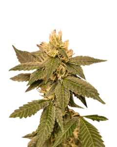 Sour Diesel Strain Autoflowering Cannabis Seeds
