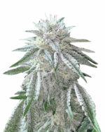 Sour Diesel Strain Feminized Cannabis Seeds