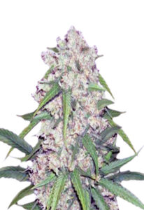 Sour Flower Autoflowering Marijuana Seeds