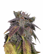 Sour Flower Strain Autoflowering Cannabis Seeds