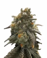 Sour Jack Strain Feminized Cannabis Seeds