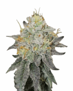 Sour Kush Feminized Cannabis Seeds