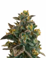 Sour Maui Strain Autoflowering Cannabis Seeds