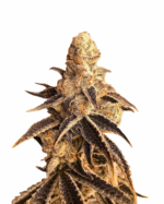 Sour OG Strain Feminized Cannabis Seeds