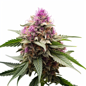 Sour Pinot Strain Autoflower Cannabis Seeds