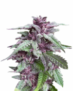 Sour Pinot Strain Autoflower Cannabis Seeds