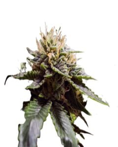 Sour Strawberry Strain Feminized Cannabis Seeds
