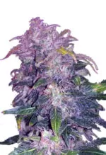 Space Cookies Strain Autoflowering Cannabis Seeds