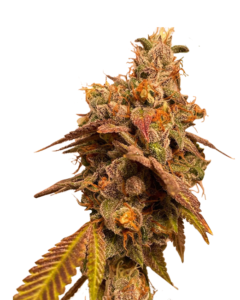 Star Gazer Strain Autoflowering Fast Version Cannabis Seeds