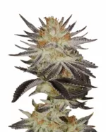 Star Killer Strain Feminized Cannabis Seeds