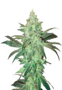 Stardawg Feminized Marijuana Seeds