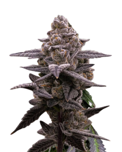 Stardawg Strain Feminized Cannabis Seeds