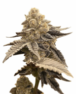 Strawberry Banana Cheese Strain Feminized Cannabis Seeds