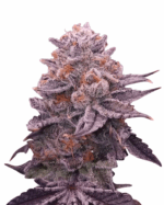 Strawberry Banana Strain Feminized Cannabis Seeds