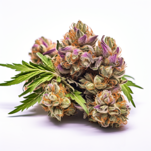 Strawberry Cough Strain Feminized Cannabis Seeds