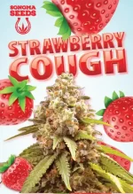 Strawberry Cough Strain Autoflowering