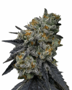 Strawberry Cough Strain Feminized Cannabis Seeds