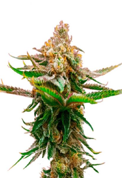 Strawberry Feminized Cannabis Seeds