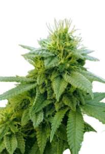 Strawberry Kush Autoflower Cannabis Seeds