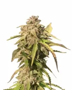 Strawberry Kush Autoflowering Cannabis Seeds