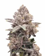 Strawberry Kush Feminized Cannabis Seeds