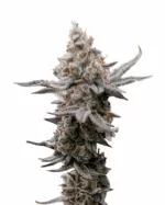 Strawberry Strain Feminized Cannabis Seeds