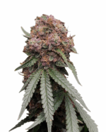 Sugar Black Rose Strain Feminized Cannabis Seeds