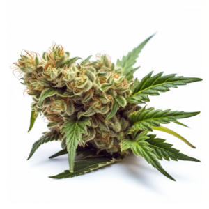 Sugar Glue Strain Feminized Cannabis Seeds