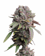 Sugar Glue Strain Feminized Cannabis Seeds