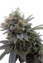 Sugar Shack Autoflower Cannabis Seeds