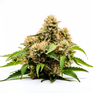 Sunset Sherbet Strain Feminized Cannabis Seeds