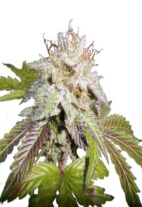 Sunset Sherbet Feminized Cannabis Seeds