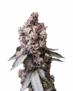 Sunset Sherbet Strain Feminized Cannabis Seeds