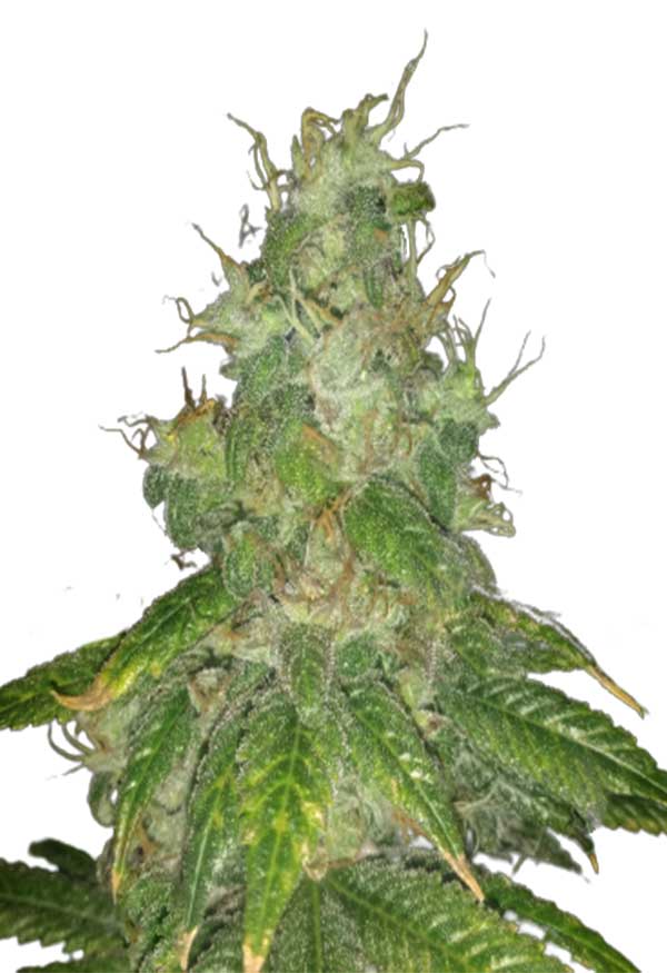Super Bud Autoflower Marijuana Seeds