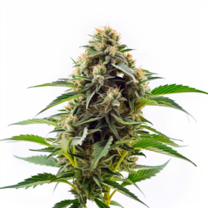 Super Bud Strain Feminized Cannabis Seeds