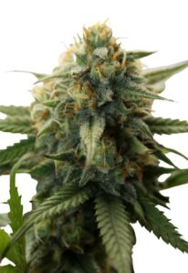 Super Bud Feminized Marijuana Seeds