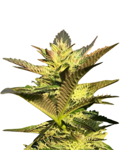 Super Bud Strain Autoflowering Cannabis Seeds