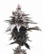 Super Bud Strain Feminized Cannabis Seeds
