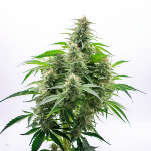 Super Critical Strain Feminized Cannabis Seeds