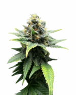 Super Critical Strain Feminized Cannabis Seeds