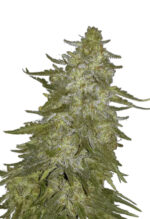 Super Hash Strain Autoflowering Marijuana Seeds