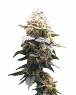 Super Lemon Haze Feminized Cannabis Seeds