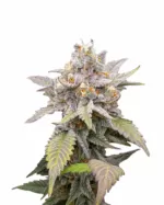 Super OG Kush Feminized Cannabis Seeds